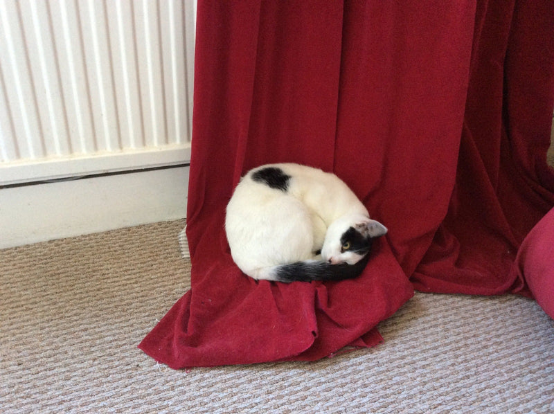 Claret velvet curtains  and my cat….