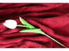 BORDEAUX RED - Pure Cotton Thick LUXURY TOWELLING Fabric 400 gsm - Ralston Fabrics