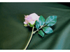 BOTTLE GREEN  Sateen Cotton Curtain Lining with Solpruffe Finish - Ralston Fabrics